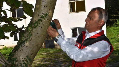 Ordu'da kahverengi kokarca ile mücadele sürüyor