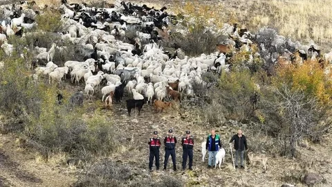 Ankara'nın Beypazarı ilçesinde kaybolan 544 adet küçükbaş hayvan dron ile bulundu.