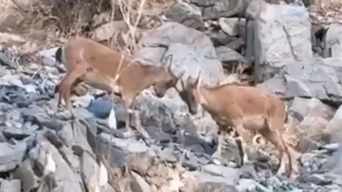 Yüksekova'da yavru dağ keçileri oyun oynadı