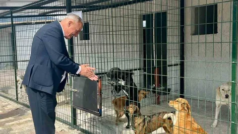 Aydın'da sokak hayvanları için sıcak bir yuva