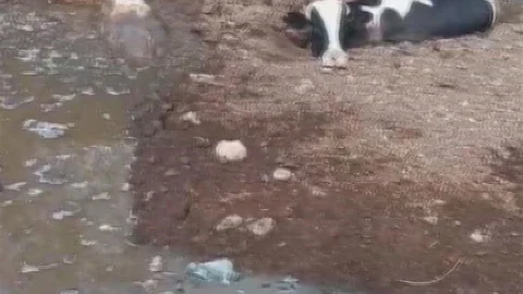 Hatay'da inekler balçıkta kurtarıldı