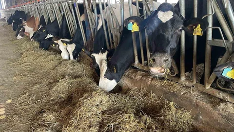 Bursa'da Kırmızı Et Fiyatları Düştü