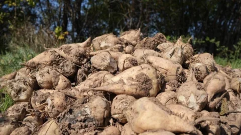 Bursa'da şeker pancarı üretimi kısıtlanmayacak