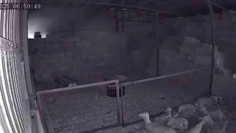 Bursa Mudanya'da yangında 170 hayvan telef oldu