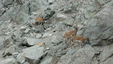 Artvin'de dağ keçileri drone ile görüntülendi