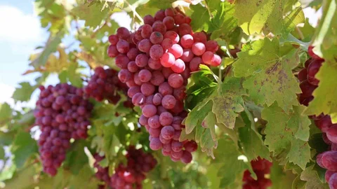 Elazığ'da bağ bozumunda rekor kırıldı