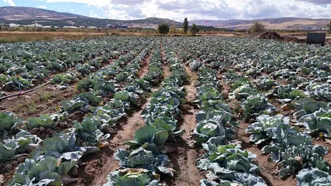 Sivas'ta iklim değişikliği lahanaları etkiledi