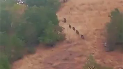 Diyarbakır'da Domuz Sürüsü Yerleşim Alanında