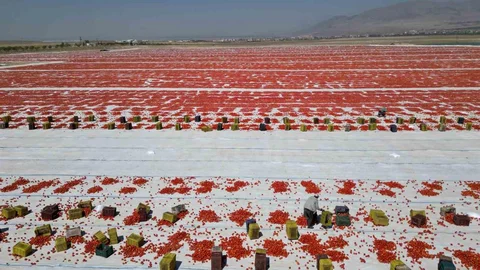 Niğde'de Güneşte Kurutulan Domatesler
