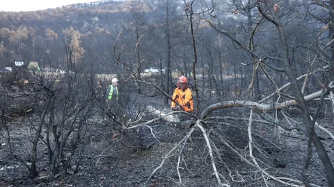 Denizli'de yangın sonrası ağaçlandırma çalışmaları sürüyor