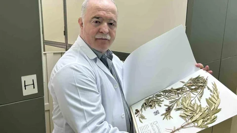 VAN'da Cudi Dağı'nda Nuh'un Gemisi'ne dair zeytin ağaçları keşfedildi.