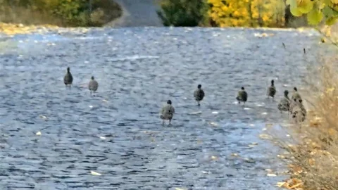 Bitlis'te Çil Keklik Sürüsü Görüntülendi