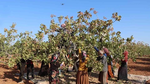Gaziantep'te Antep fıstığı rekoltesinde düşüş gözlemlendi.