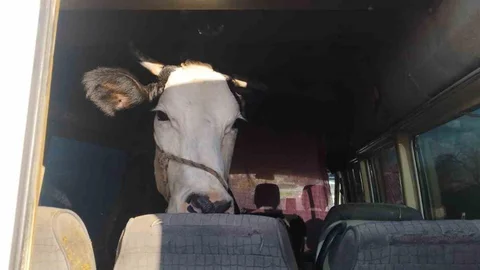 Didim'den kaçan hayvan hırsızları Konya'da yakalandı