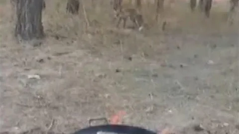 Kars'ta tilkiler yerleşim yerlerinde cirit atıyor