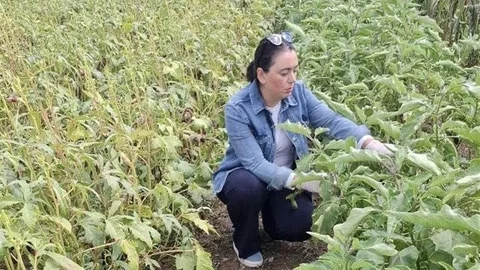 Muğla'da tarım kontrolleri sıklaştı