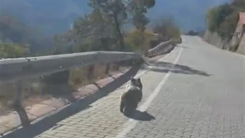 Kemaliye'de yavru ayı görüldü