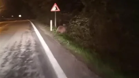 Karabük'te ayılar yollara çıktı