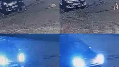 Mersin Anamur'da Kangal Cinsi Köpek Telef Oldu