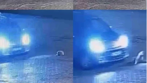 Anamur’da Köpeğin Üstünden Araçla Geçti: Gözaltına Alınan Sürücü Tutuksuz Yargılanmak Üzere Serbest Kaldı!