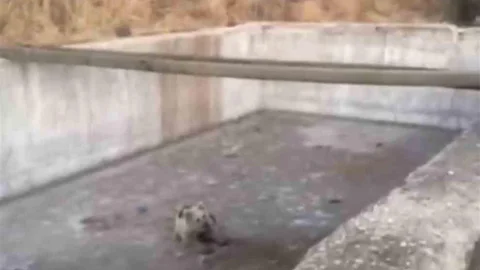 Bingöl'de Yavru Ayı Kurtarıldı