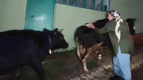 Bartın'da mahsur kalan hayvanlar 2.5 saatlik operasyonla kurtarıldı