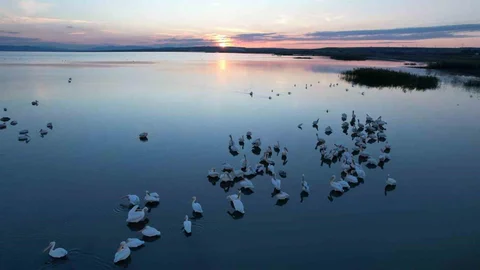 Manyas Gölü'nde kuş ziyaretleri