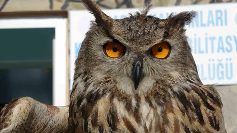 Van'da Yaban Hayat Kahramanı: 500 Hayvana Müdahale Edildi