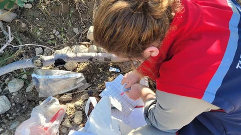 Aydın Buharkent’te meyve sineğiyle mücadele sürüyor