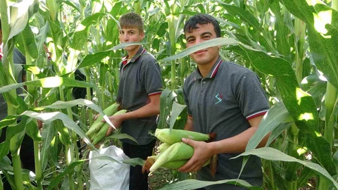 Malatya'da Tarım Lisesi öğrencileri silajlık mısır hasadına başladı.