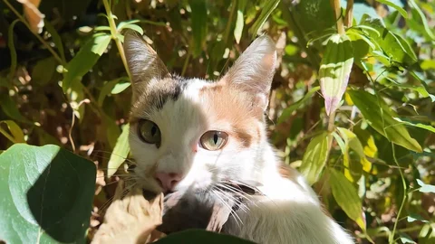 Elazığ'da kedi-serçe dostluğu
