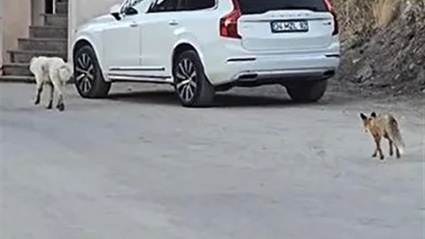 Hakkari'de sevimli bir tilkinin sokak köpeğinin peşine takılması dikkat çekti.