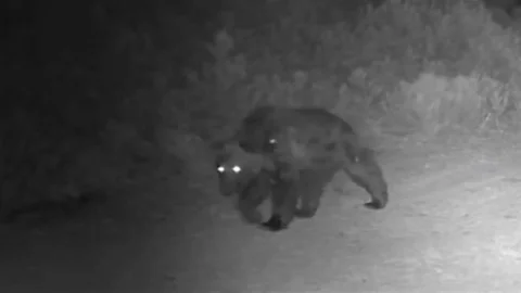 Çankırı'da yaban hayatı görüntülendi