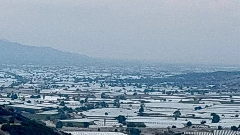 Manisa'da Üzüm Üreticileri İhracat İçin Tüccarları Bekliyor