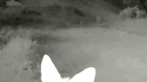 Tunceli'de yaban hayatı gözlemlendi