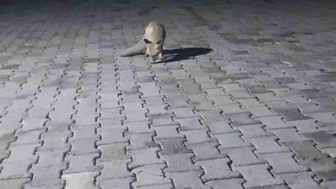 Elazığ'da korucu kulübesine gelen tilki beslenerek gitti
