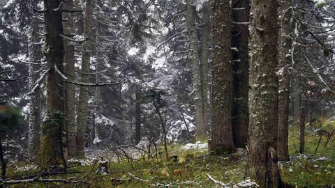 Kastamonu'da Ilgaz Dağı'nda kar yağışı etkili oldu