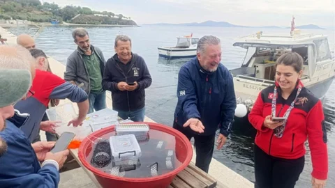 Marmara’da 400 ıstakoz yavrusu yapay resiflere bırakıldı