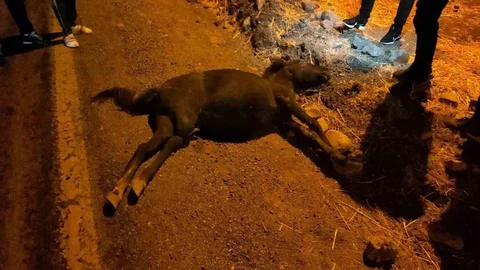 Kurtalan'da otomobil ile at çarpıştı