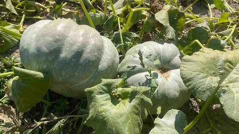 Bursa'da 40 kilogramlık bal kabaklarıyla mutluluk yaşadı