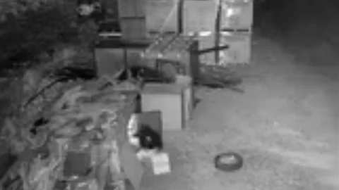 Elazığ'da güvercin hırsızlığı güvenlik kameralarına yansıdı