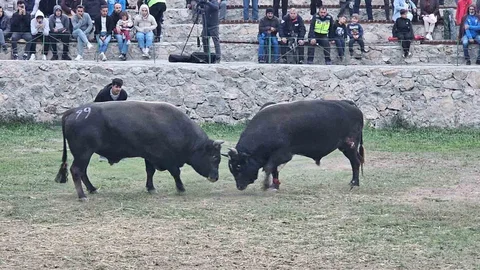 Ardanuç'ta Boğa Güreşleri Festivali Sona Erdi