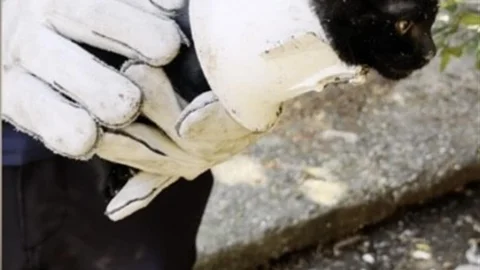 Osmaniye'de yavru kedi kurtarma operasyonu