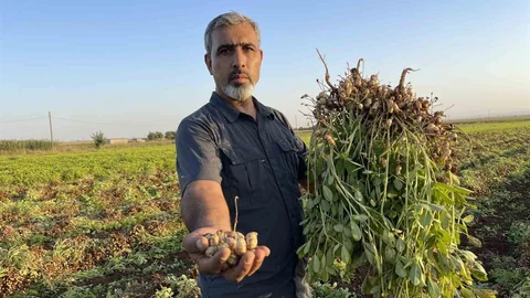 Şanlıurfa'da çiftçiler pamuk yerine yer fıstığı ekimine yöneliyor