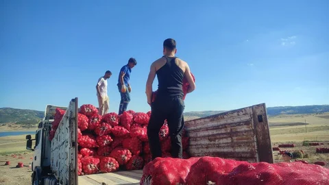 Yozgat'ta soğan hasadı imece usulüyle yapılıyor