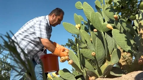 Mersin'de Dikenli İncir Dondurması