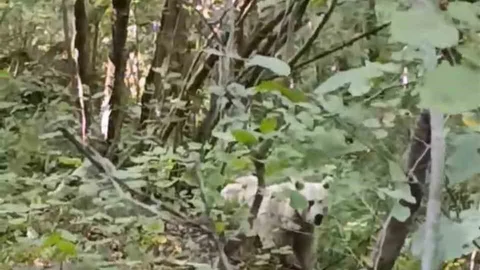 Rize'de beyaz ayı görüntülendi