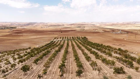 Mardin'de ünlü mazrone üzüm pekmezi coğrafi işaret almayı hedefliyor.