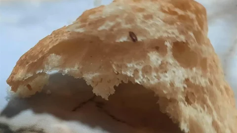 Denizli'de Halk Ekmek'ten alınan ekmeğin içerisinden fare dışkısı ve un kurdu çıktığı iddia edildi.