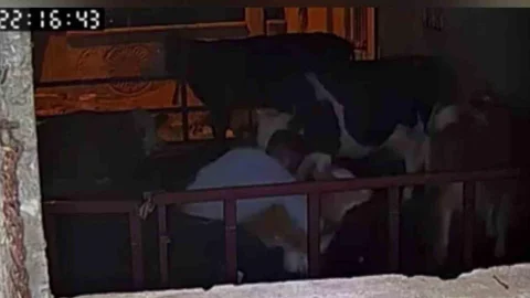 Adıyaman'da buzağı hırsızlığı güvenlik kameralarına yansıdı